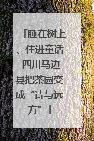 睡在树上、住进童话 四川马边县把茶园变成“诗与远方”