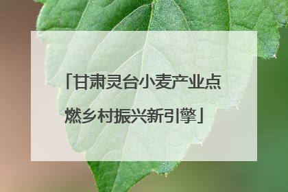 甘肃灵台小麦产业点燃乡村振兴新引擎