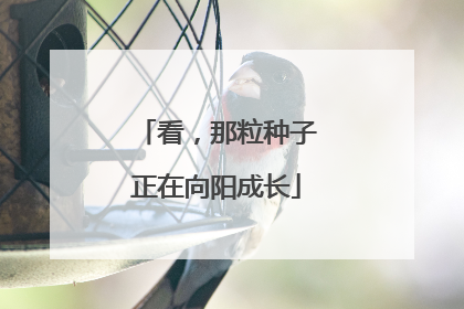 看，那粒种子正在向阳成长