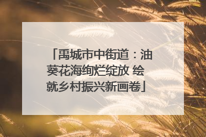 禹城市中街道：油葵花海绚烂绽放 绘就乡村振兴新画卷