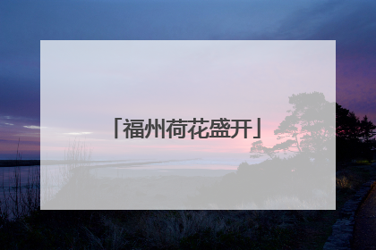 福州荷花盛开