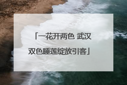 一花开两色 武汉双色睡莲绽放引客