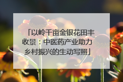 以岭千亩金银花田丰收景：中医药产业助力乡村振兴的生动写照
