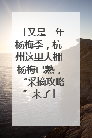 又是一年杨梅季，杭州这里大棚杨梅已熟，“采摘攻略”来了