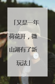 又是一年荷花开，微山湖有了新玩法