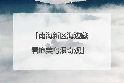 南海新区海边藏着绝美鸟浪奇观