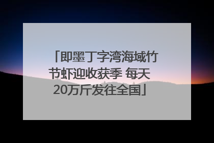 即墨丁字湾海域竹节虾迎收获季 每天20万斤发往全国