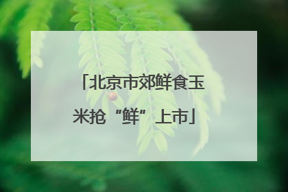北京市郊鲜食玉米抢“鲜”上市