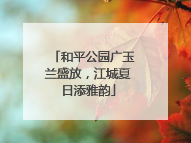 和平公园广玉兰盛放，江城夏日添雅韵