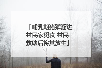 哺乳期猪獾溜进村民家觅食 村民救助后将其放生