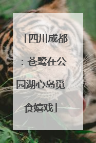四川成都：苍鹭在公园湖心岛觅食嬉戏
