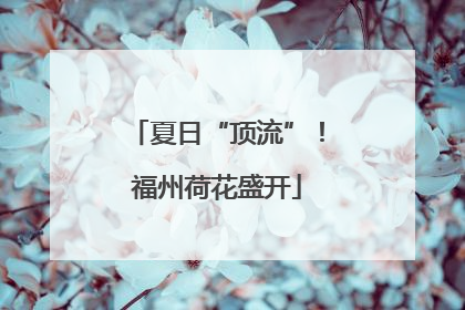 夏日“顶流”！福州荷花盛开