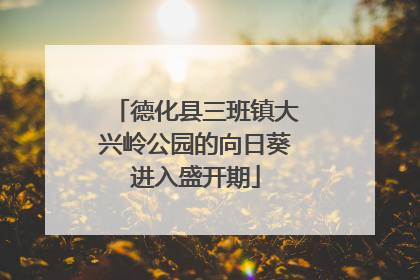 德化县三班镇大兴岭公园的向日葵进入盛开期