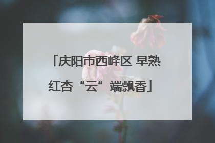庆阳市西峰区 早熟红杏“云”端飘香