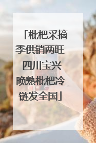 枇杷采摘季供销两旺 四川宝兴晚熟枇杷冷链发全国
