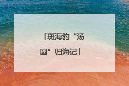 斑海豹“汤圆”归海记