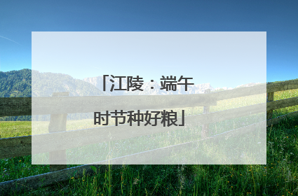 江陵：端午时节种好粮