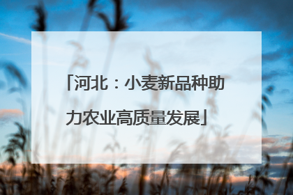 河北：小麦新品种助力农业高质量发展