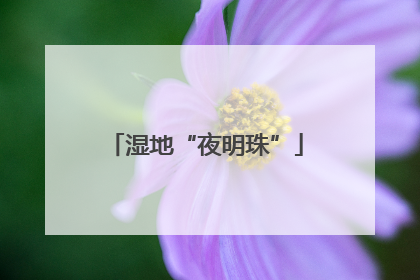 湿地“夜明珠”