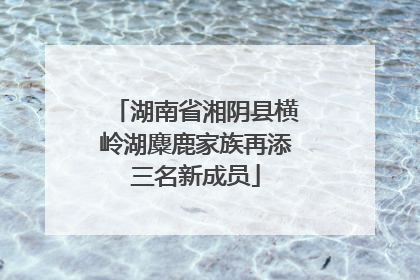 湖南省湘阴县横岭湖麋鹿家族再添三名新成员
