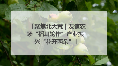 聚焦北大荒｜友谊农场“稻耳轮作”产业振兴“花开两朵”