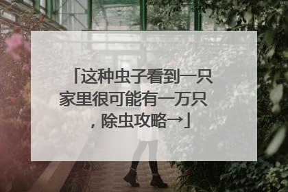 这种虫子看到一只家里很可能有一万只，除虫攻略→