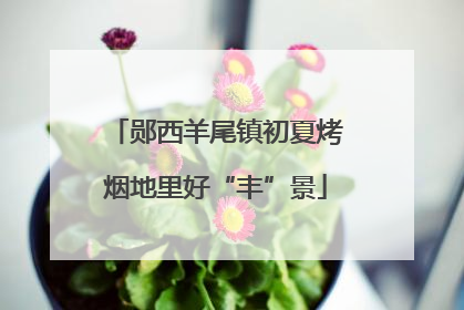 郧西羊尾镇初夏烤烟地里好“丰”景