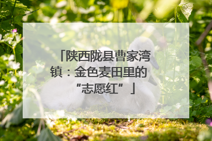 陕西陇县曹家湾镇：金色麦田里的“志愿红”