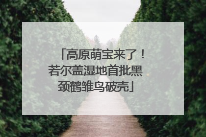 高原萌宝来了！若尔盖湿地首批黑颈鹤雏鸟破壳