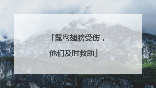 鸳鸯翅膀受伤，他们及时救助