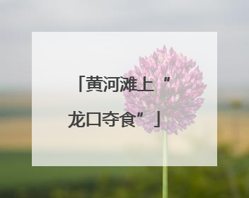 黄河滩上“龙口夺食”