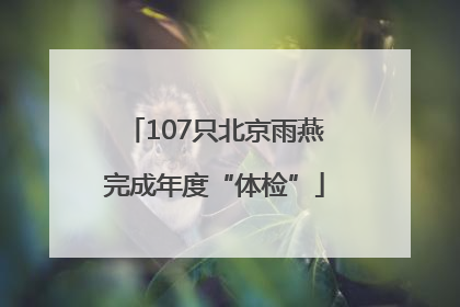 107只北京雨燕完成年度“体检”