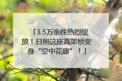 3.5万余株热烈绽放！日照这座高架桥变身“空中花廊”！